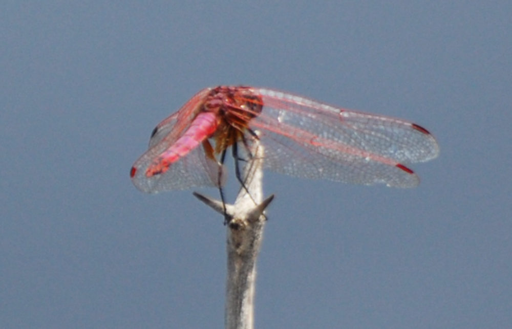 Libellula 3 - Etiopia